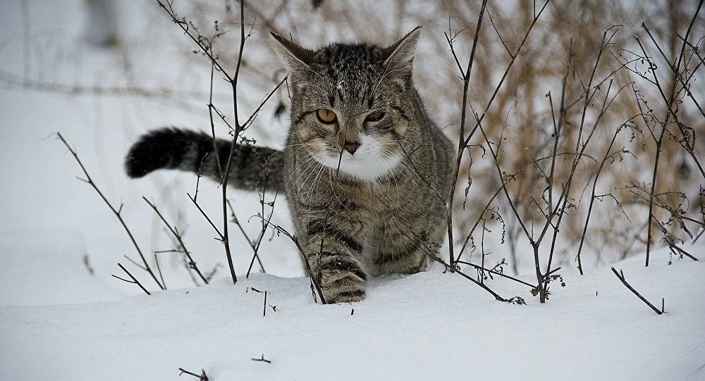 Διεθνής σύρραξη! Γάτα στη Ρωσία παλεύει με αλεπού για λουκάνικο πάνω στα σύνορα (βίντεο)